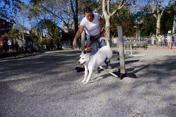 Dog Park at 1600 Park photo 2